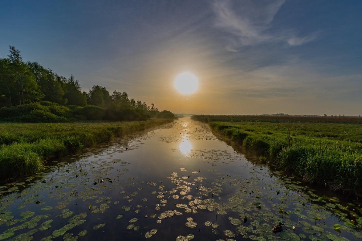 wetland landscape reeds water sunrise